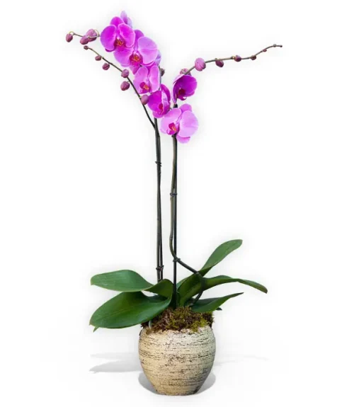 Orchid Plant