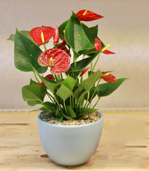Anthurium Plant