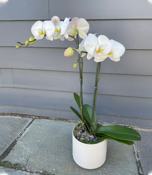 Serenity Orchid Gift Set