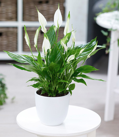 Peace Lily Plant